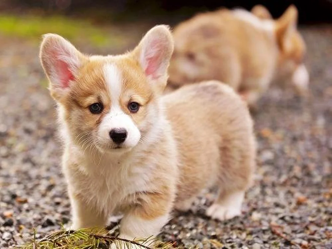 chó corgi cute nằm nhìn máy ảnh