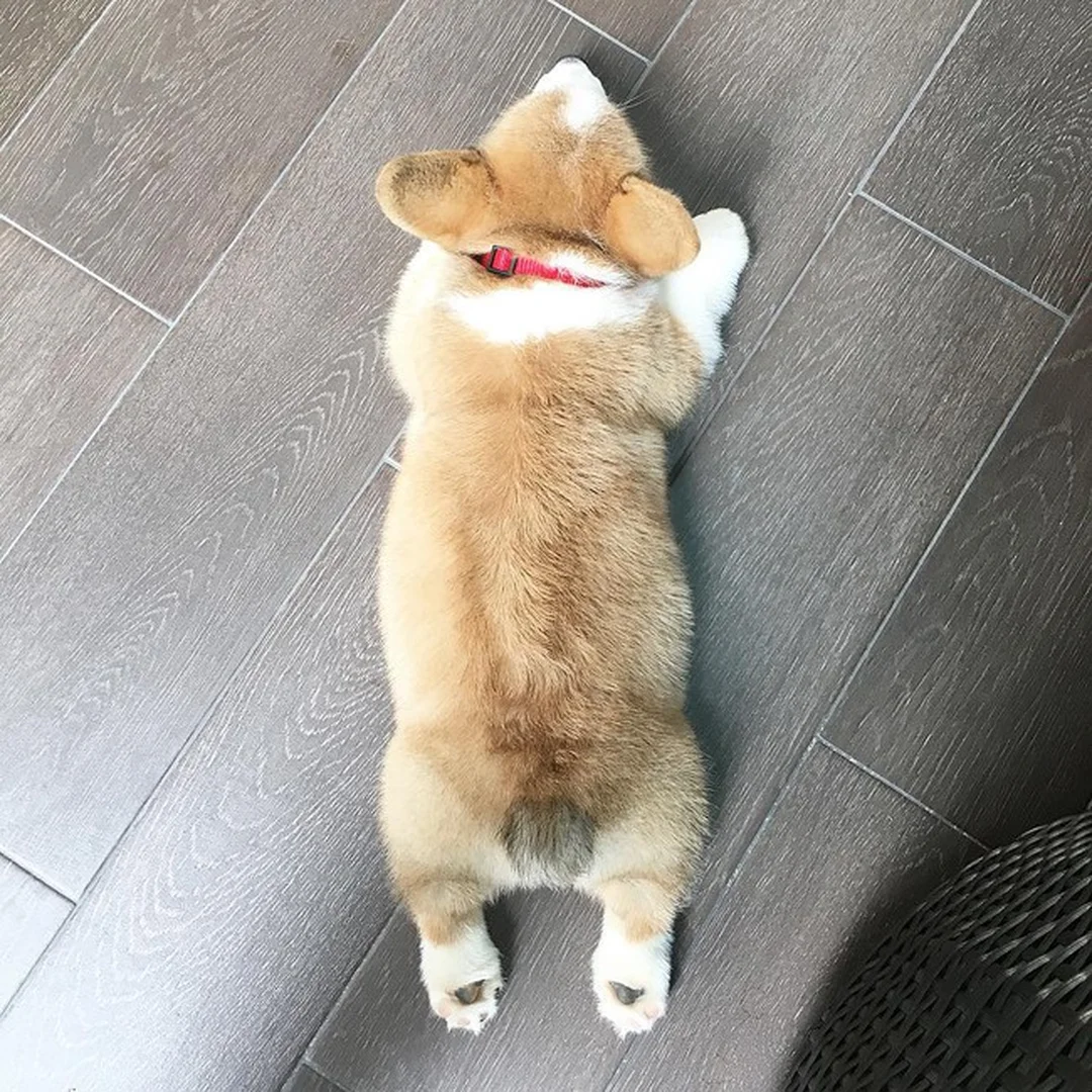 chó corgi cute nằm thư giãn trong nhà