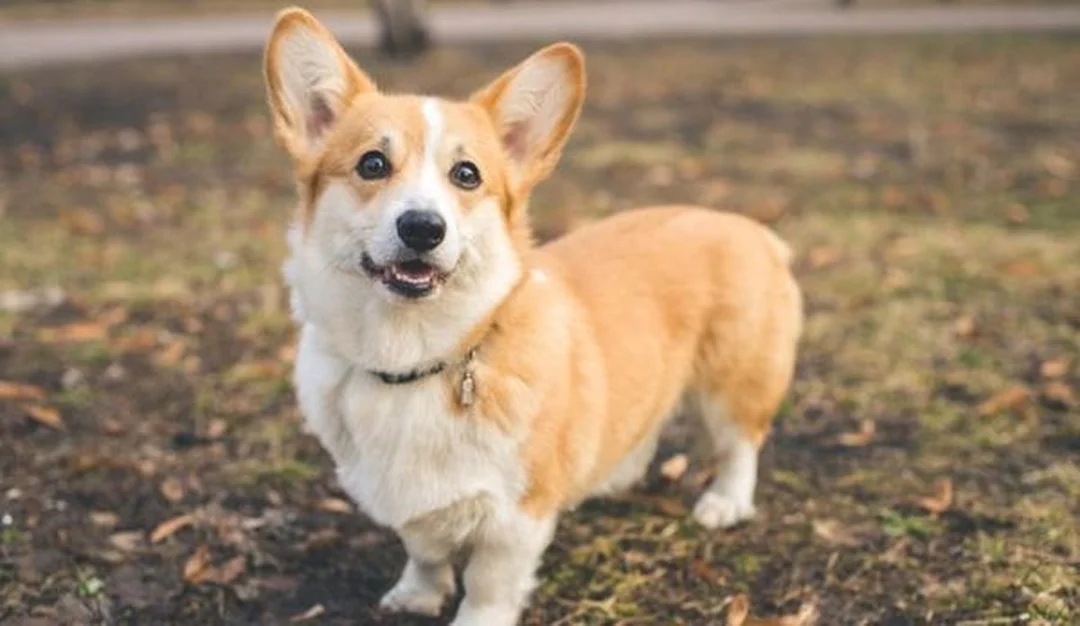 chó corgi cute tạo dáng chụp ảnh