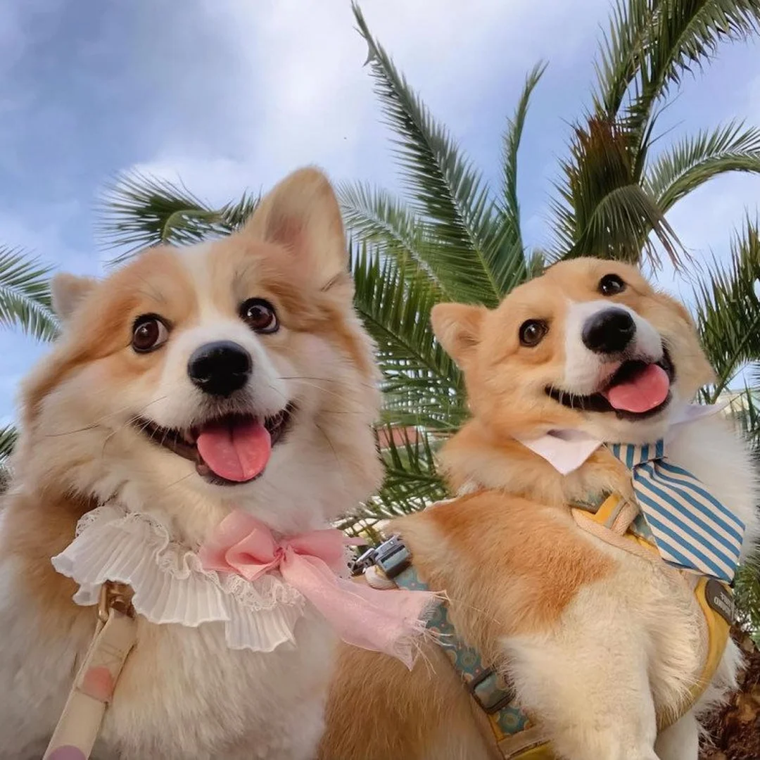 chó corgi đẻ bao nhiêu con cần kiểm tra thai kỳ đúng thời điểm