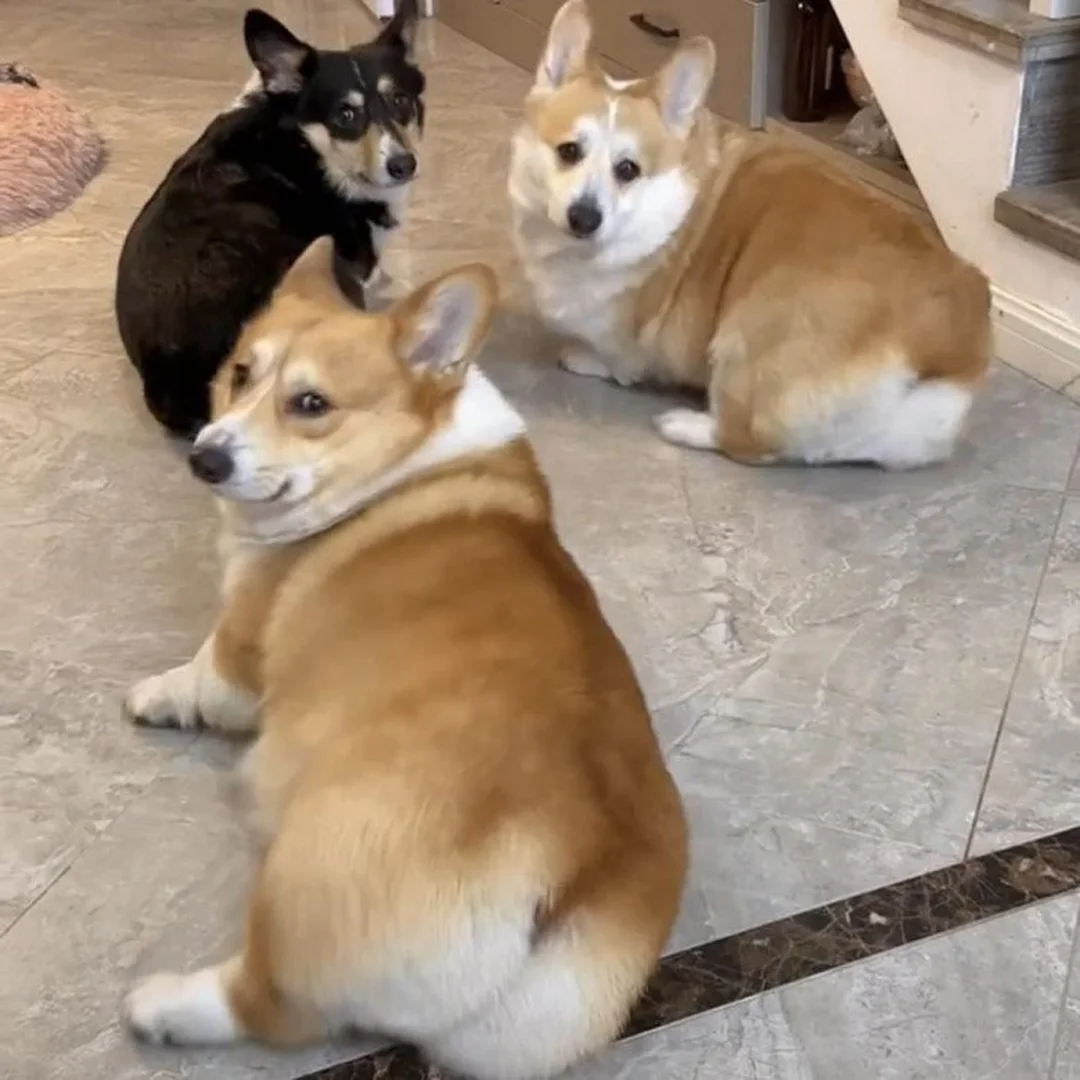 chó corgi đẻ bao nhiêu con phụ thuộc thể trạng chó mẹ