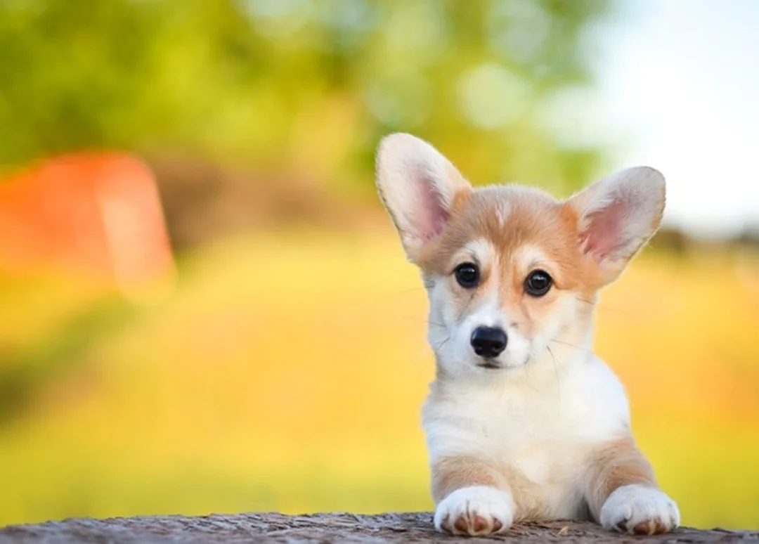 chó corgi dễ thương nằm trên nền sáng