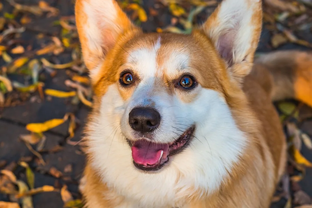 chó corgi dễ thương nằm trên sàn gỗ