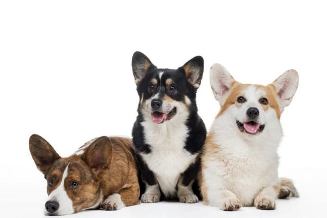 chó corgi đẹp đứng ngoài trời với màu lông vàng trắng