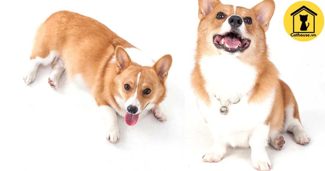 chó corgi đẹp lông dài fluffy cần chăm chải thường xuyên