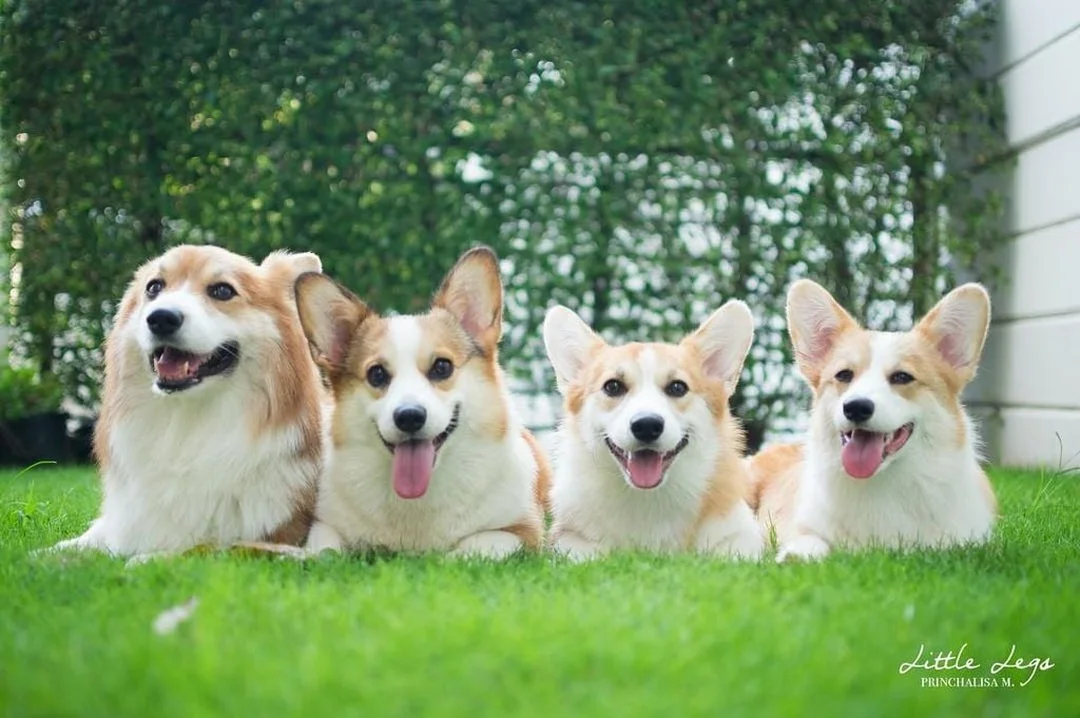 chó corgi đẹp màu vàng trắng đang ngồi trong nhà