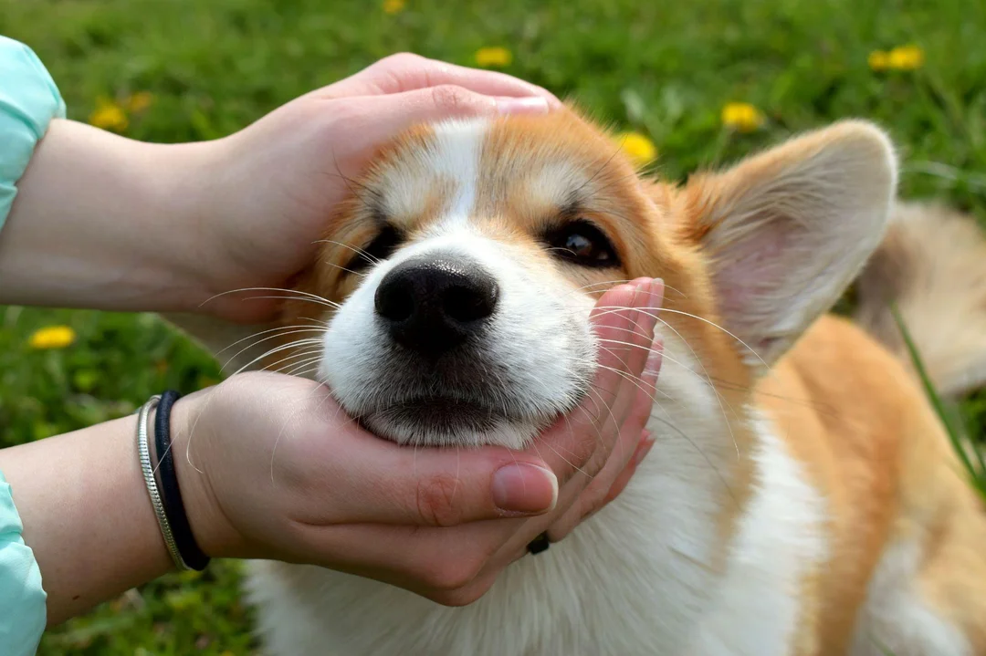 chó corgi được chải lông và chăm sóc bộ lông dày