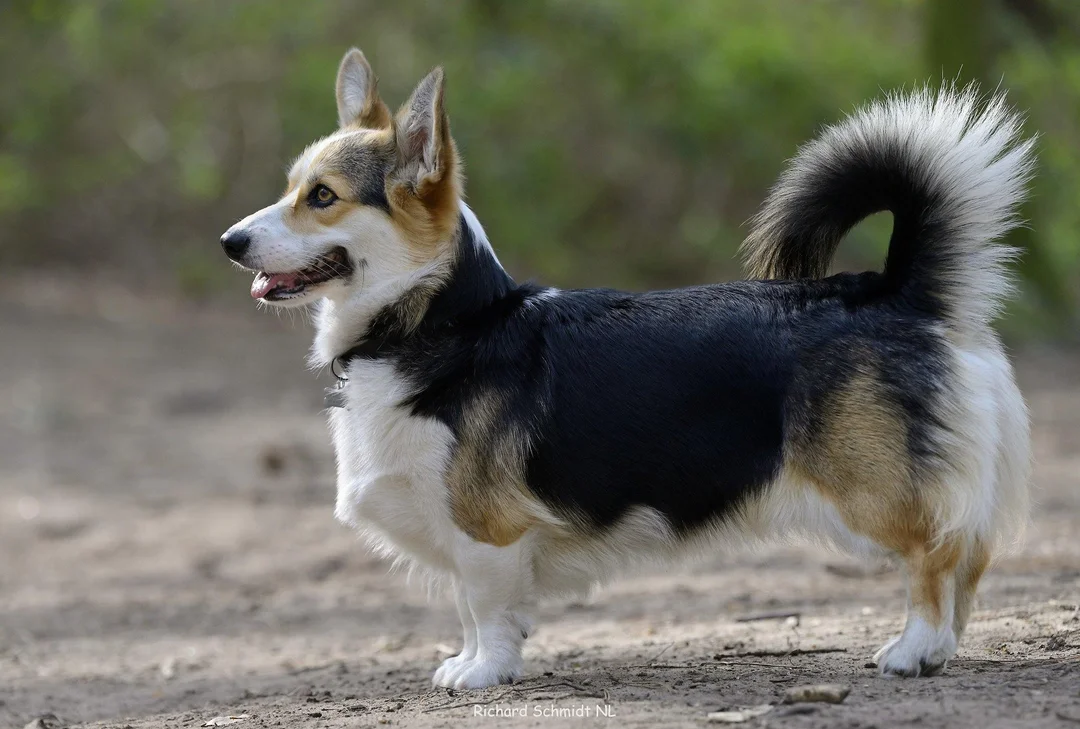 chó corgi được khám sức khỏe định kỳ