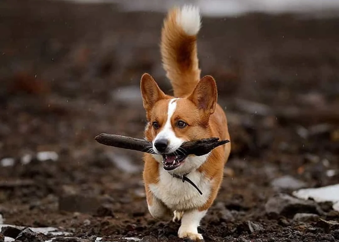 chó corgi đuôi dài màu vàng trắng ngồi trong nhà