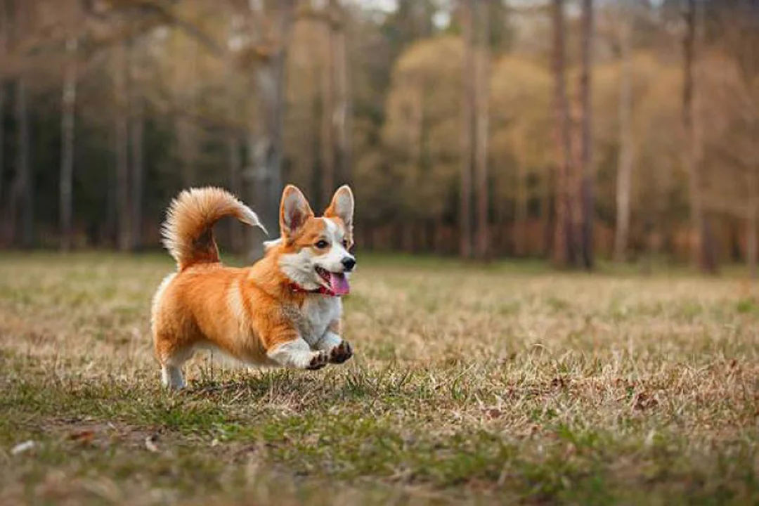chó corgi đuôi dài nhìn nghiêng với bộ lông vàng trắng