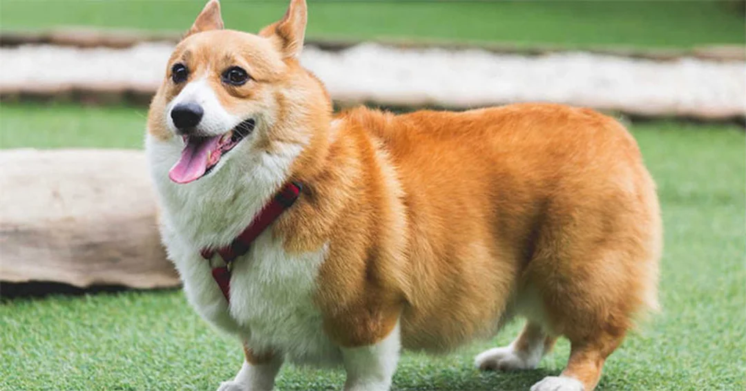 chó corgi fluffy lông dài màu vàng trắng đứng ngoài trời