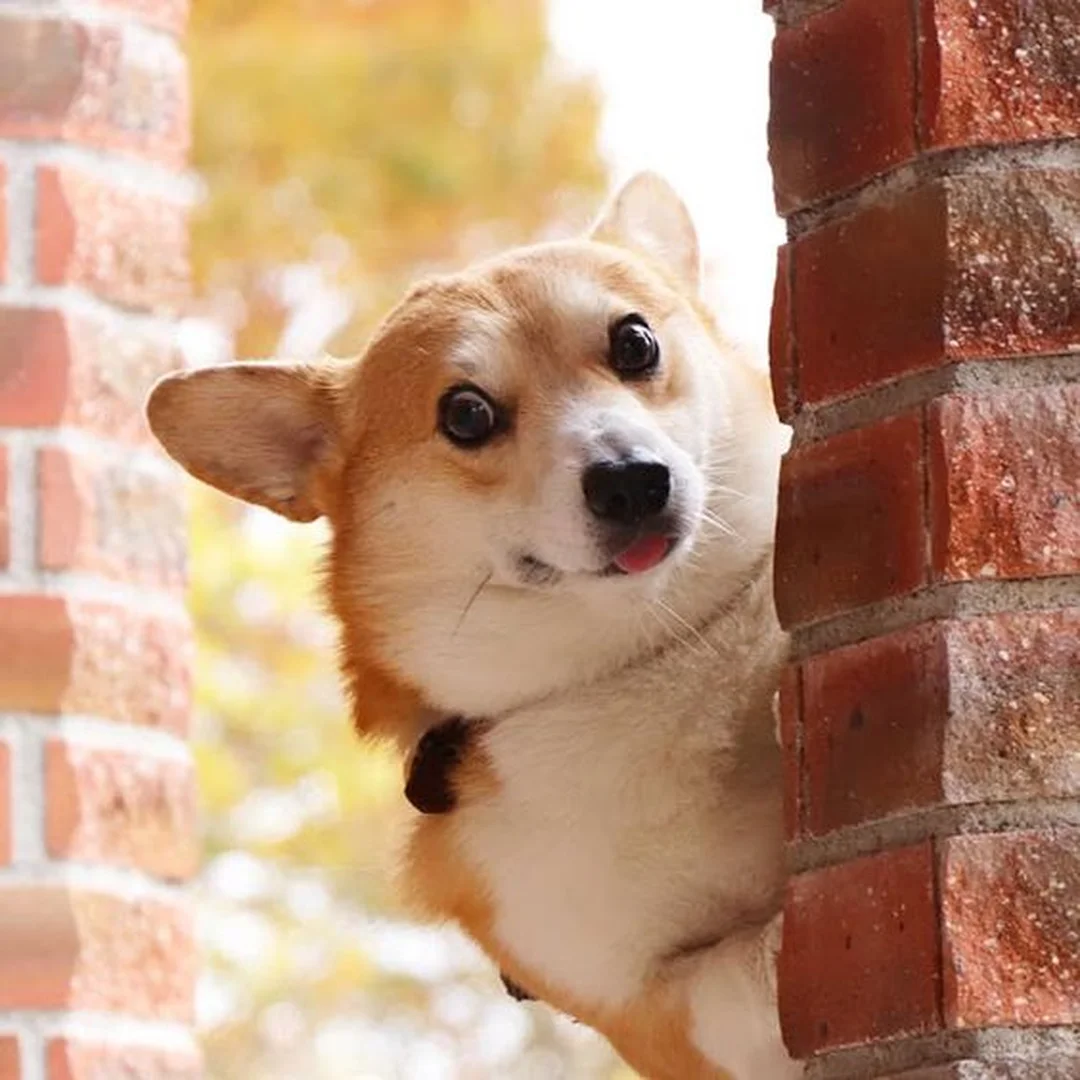Chó Corgi con màu vàng trắng chó corgi giá bao nhiêu tiền khi so sánh phân khúc rẻ và cao cấp