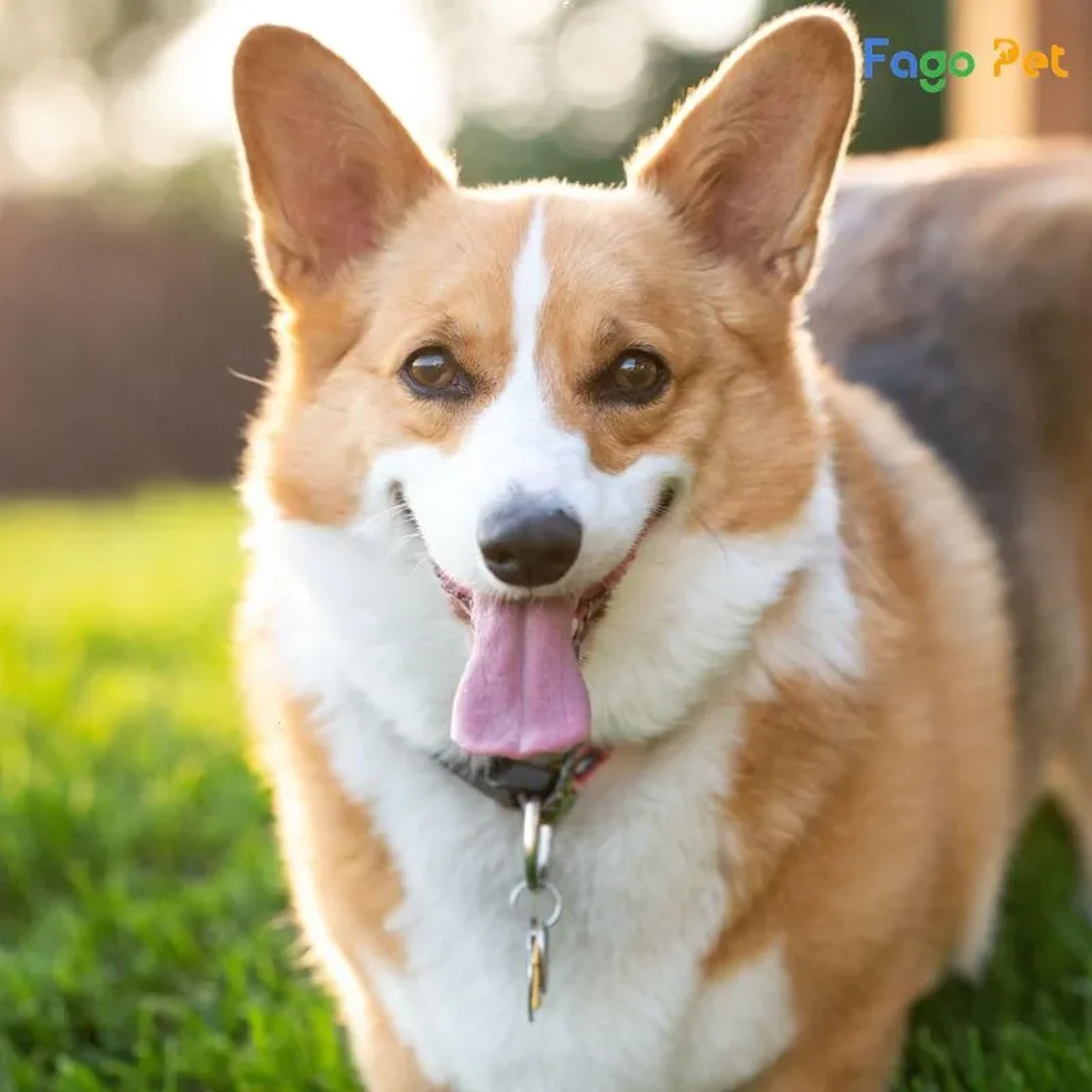 Kiểm tra chó Corgi Hà Nội trước khi đặt cọc chó corgi hà nội cần kiểm tra vóc dáng trước khi đặt cọc