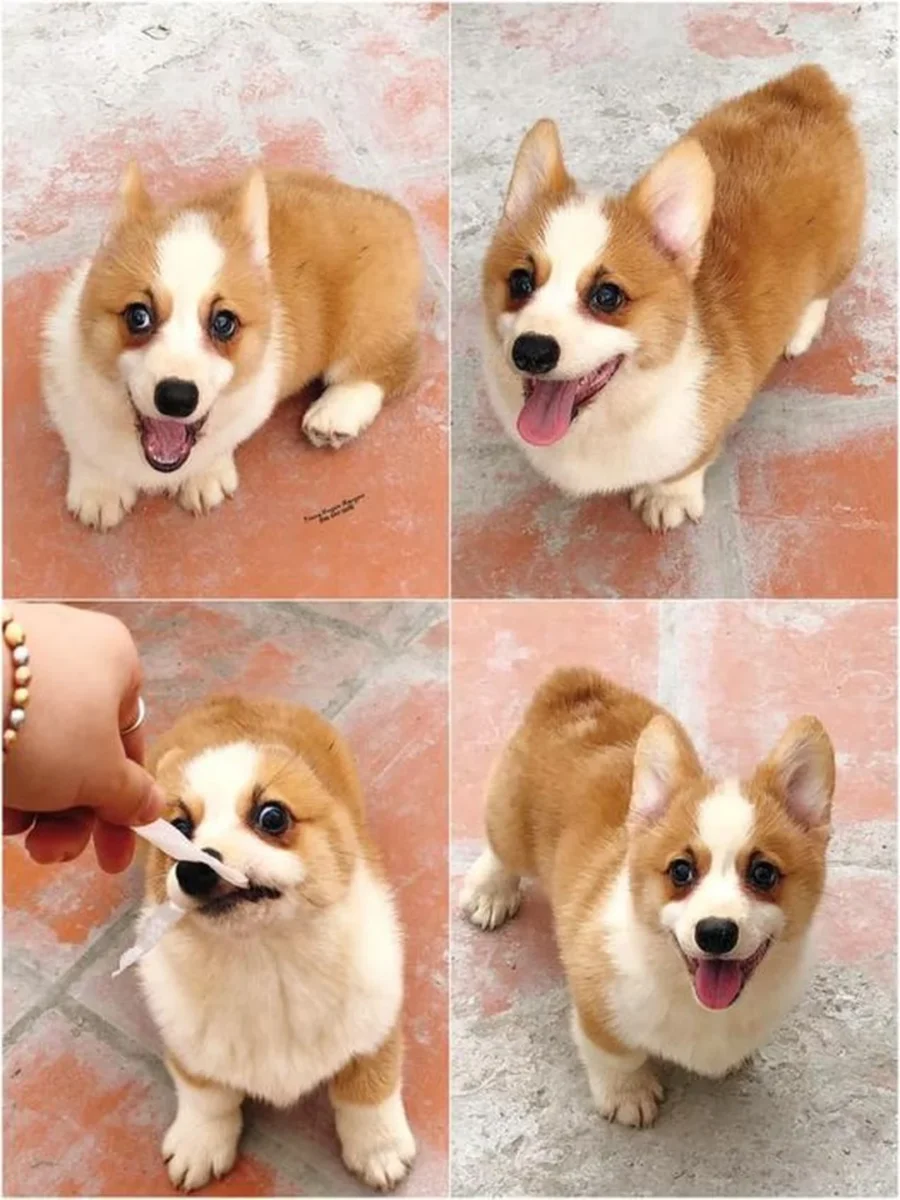 Chó Corgi Hà Nội con màu vàng trắng chó corgi hà nội con màu vàng trắng được rao bán
