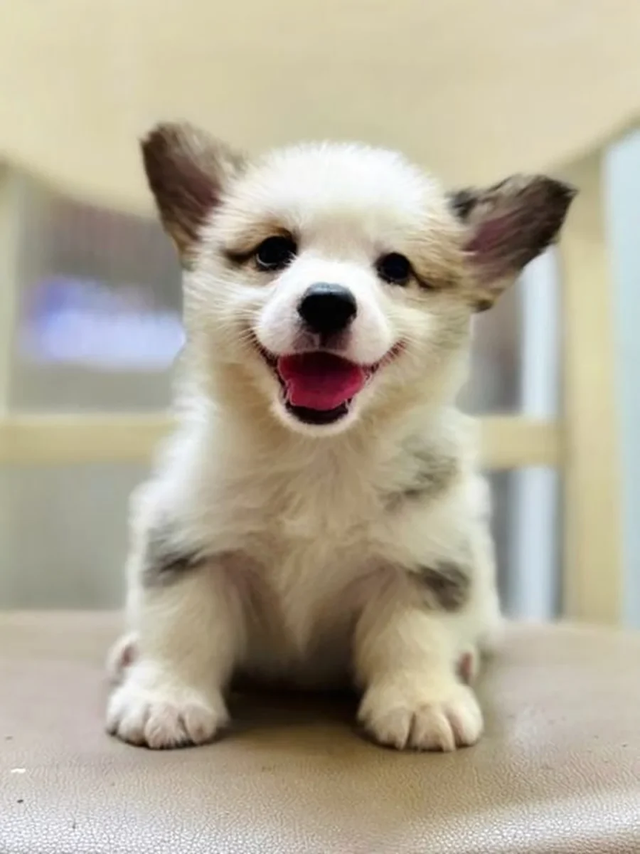 Chó corgi hcm lông vàng trắng phù hợp gia đình nuôi cảnh chó corgi hcm lông vàng trắng đáng yêu