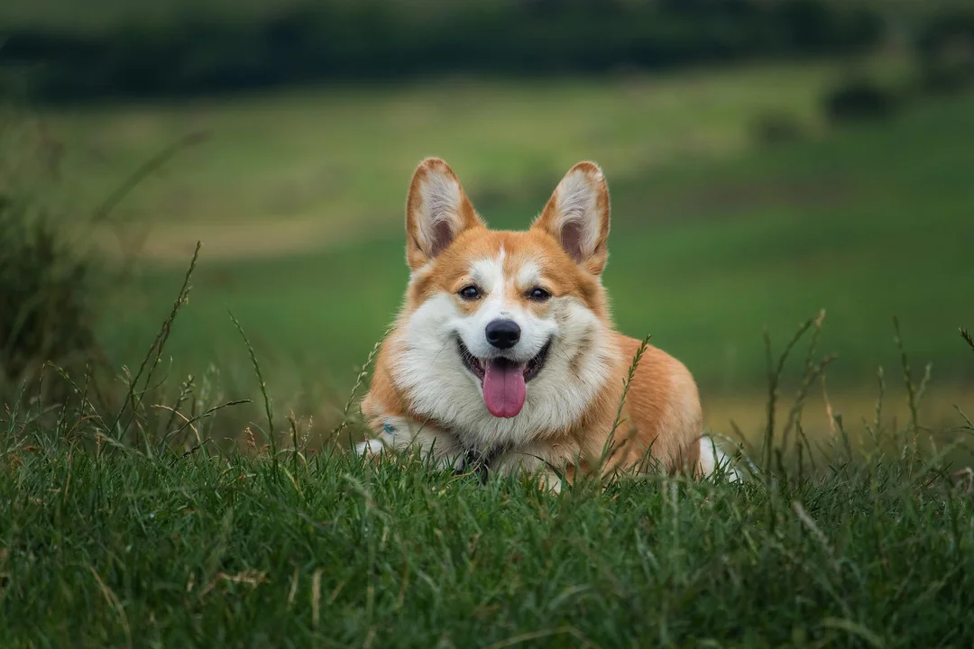 chó corgi không nên ăn gì