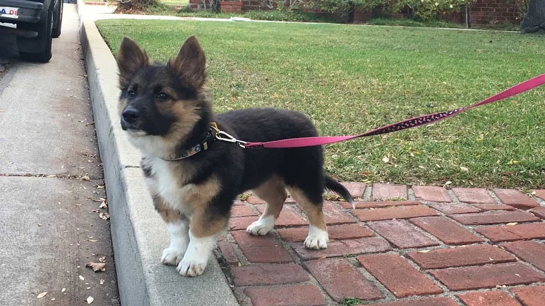 chó Corgi lai Becgie Đức tai dựng thân thấp