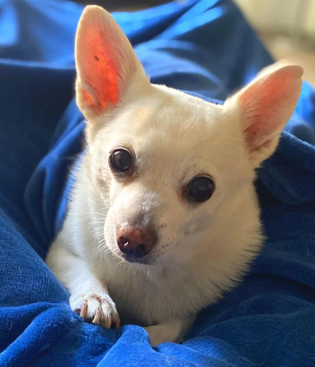 chó Corgi lai Chihuahua nhỏ gọn tai dựng