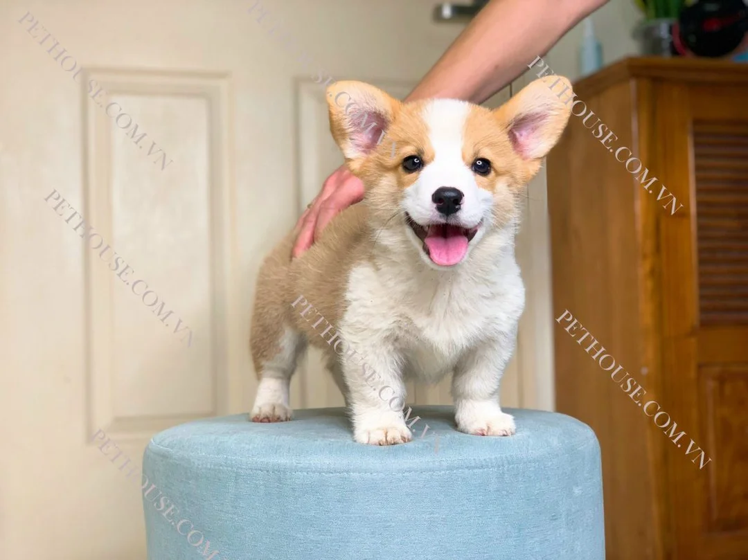 chó corgi lai chó ta cần kiểm soát cân nặng và vận động
