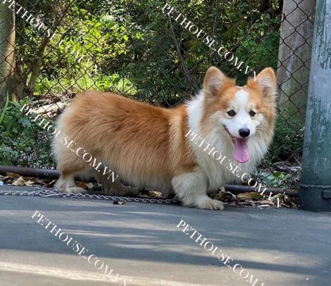 chó corgi lai chó ta phù hợp nhà phố và khí hậu nóng