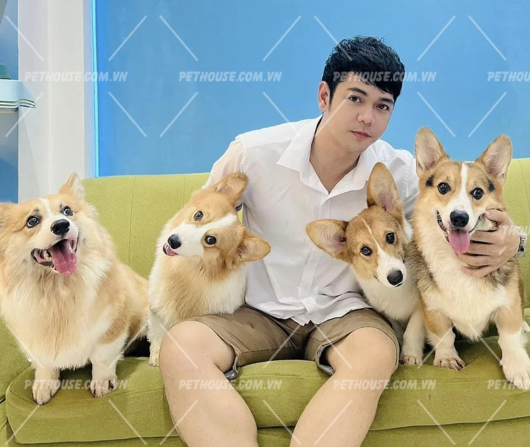 chó corgi lai chó ta quan sát tỉ lệ thân và chân