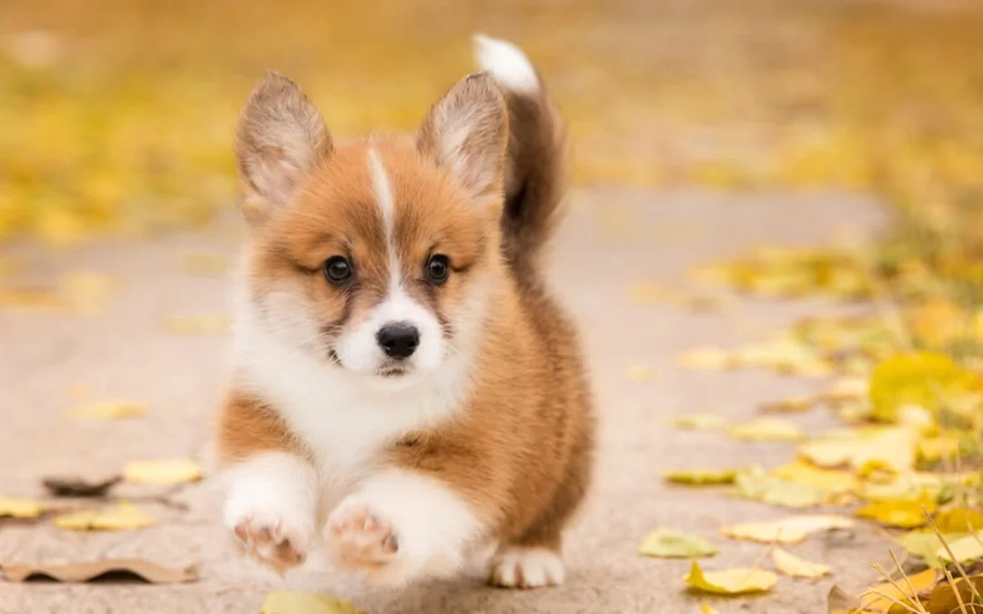 Kiểm tra chó corgi lai giá rẻ trước khi đặt cọc chó corgi lai giá rẻ nên được kiểm tra trực tiếp