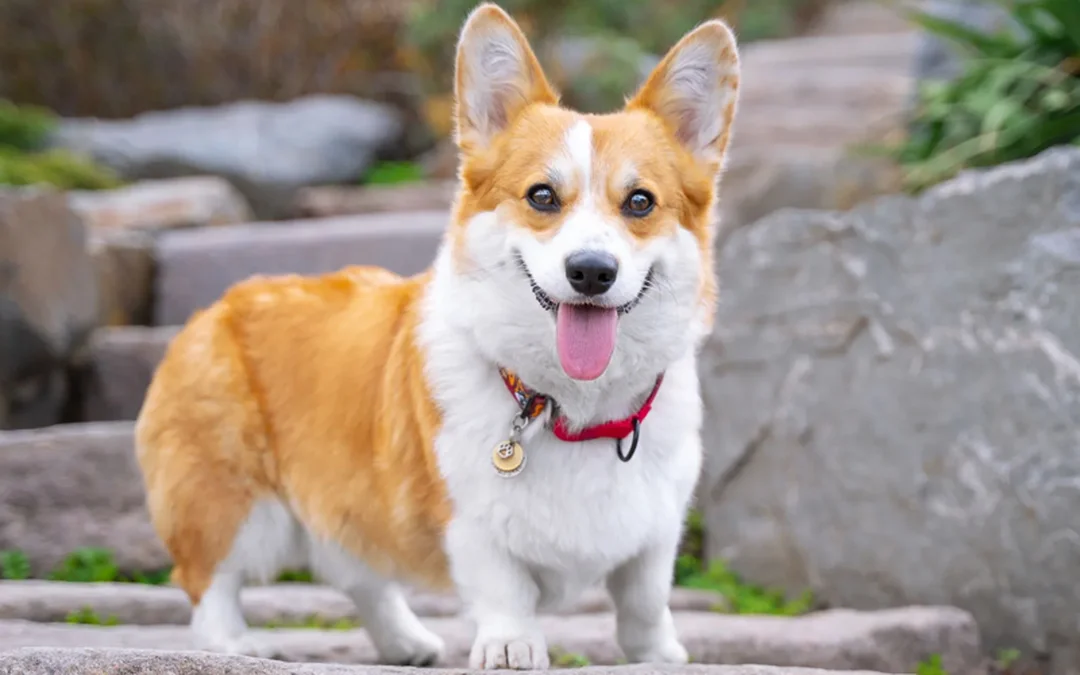 Câu hỏi thường gặp về chó corgi lai giá rẻ chó corgi lai giá rẻ phù hợp gia đình nếu chọn đúng