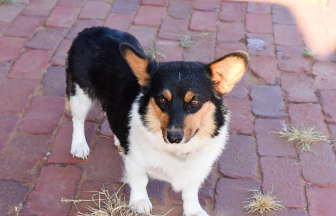 Các kiểu chó corgi lai giá rẻ phổ biến chó corgi lai giá rẻ thuộc nhiều kiểu phối giống