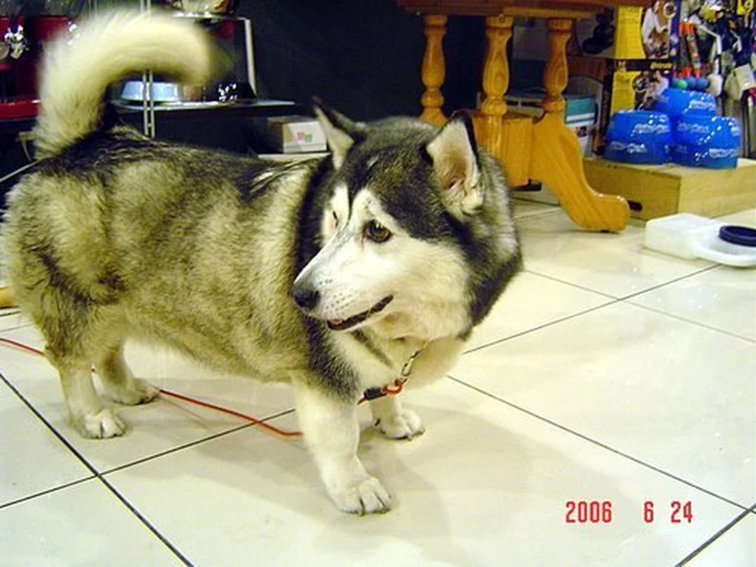 chó corgi lai husky chụp gần mặt để kiểm tra ngoại hình