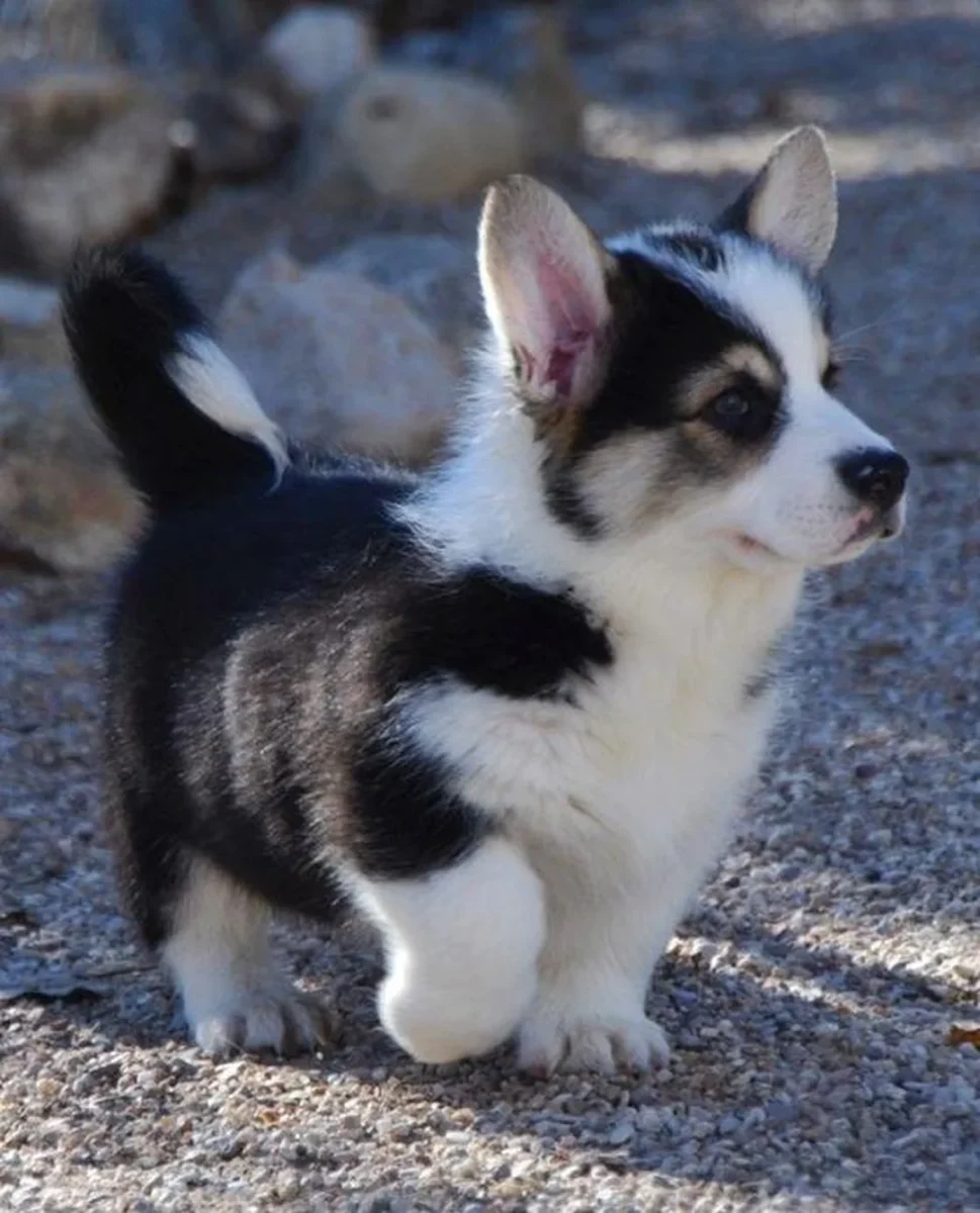 chó corgi lai husky đi dạo ngoài trời cần lịch vận động đều