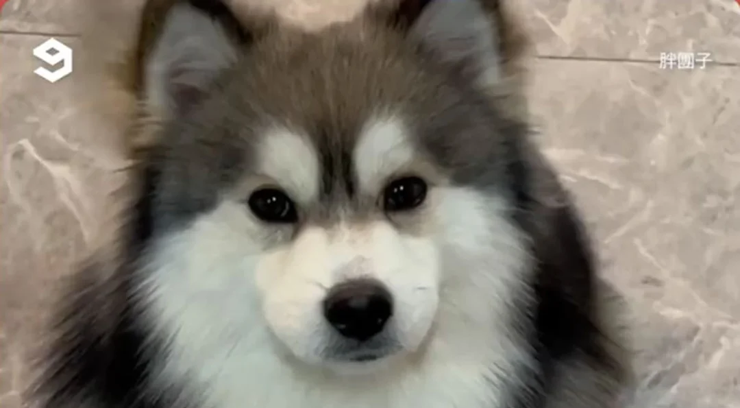 chó corgi lai husky màu lông sáng đang ngồi thư giãn
