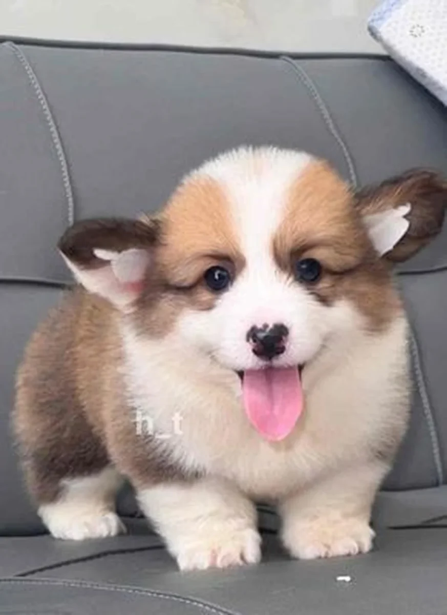 chó corgi lai nhật 2 tháng tuổi được rao bán tại TP Hồ Chí Minh