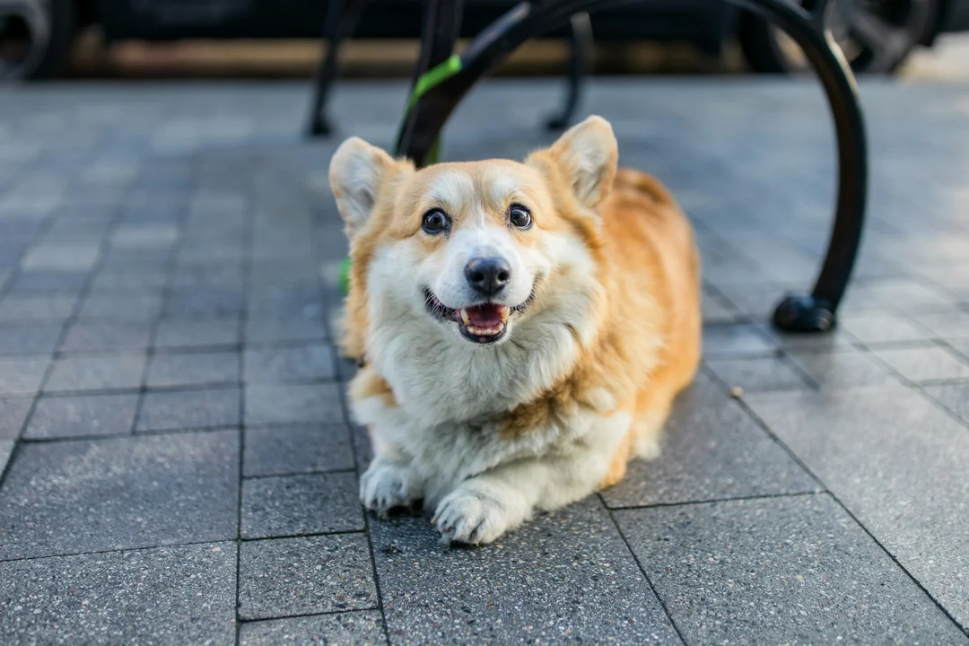 chó corgi lai nhật cần được quan sát dáng đi và tinh thần trước khi mua
