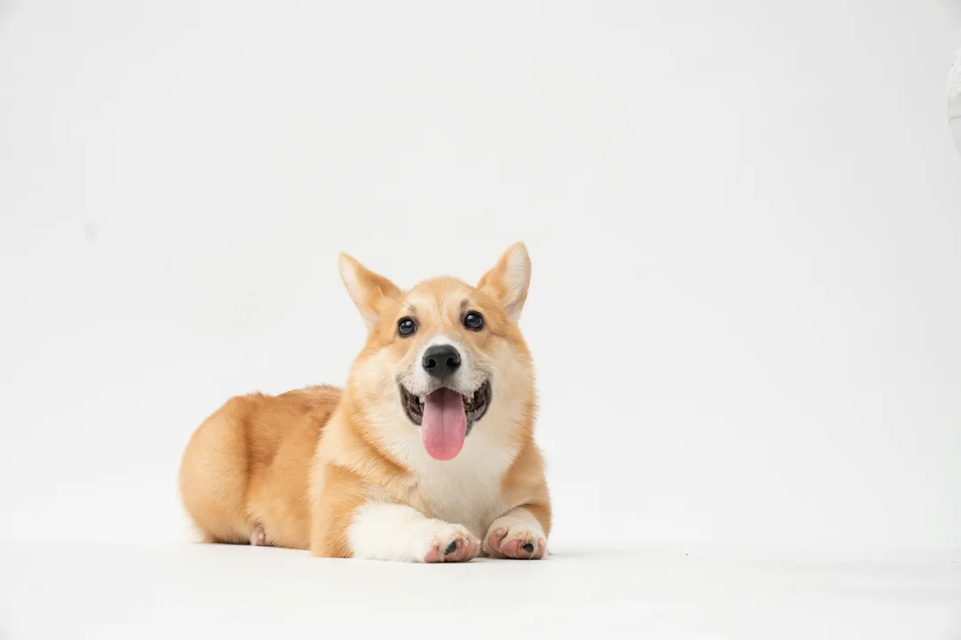 chó corgi lai nhật phù hợp với gia đình có thời gian vận động và huấn luyện