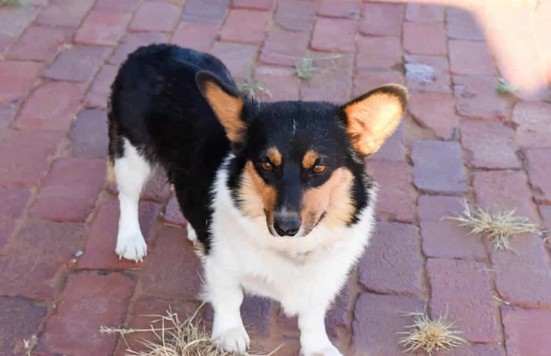 chó corgi lai phốc cần kiểm tra sức khỏe trước khi nhận nuôi
