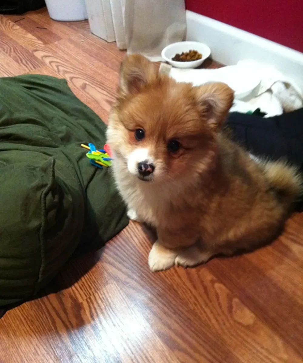 chó corgi lai phốc cần lịch chăm sóc ổn định trong 30 ngày đầu