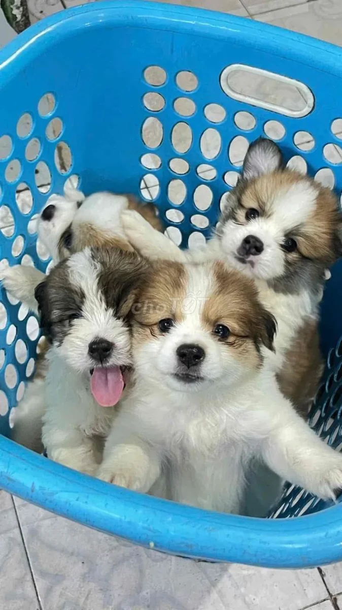 chó corgi lai phốc cần xem kỹ trước khi mua giá rẻ