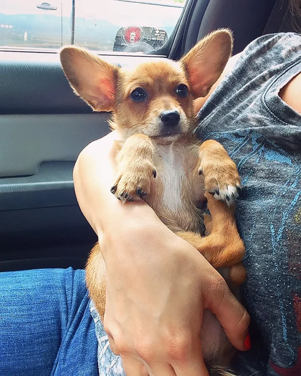chó corgi lai phốc có biểu cảm lanh lợi và thích tương tác