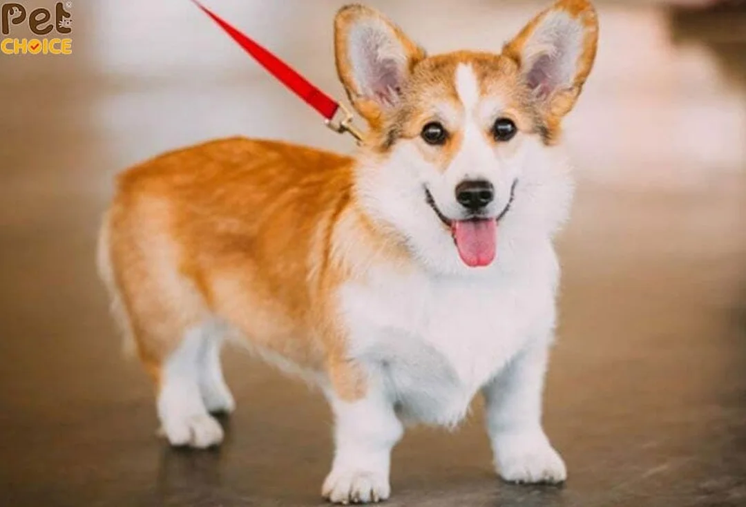 chó corgi lai phốc có thân dài và chân thấp