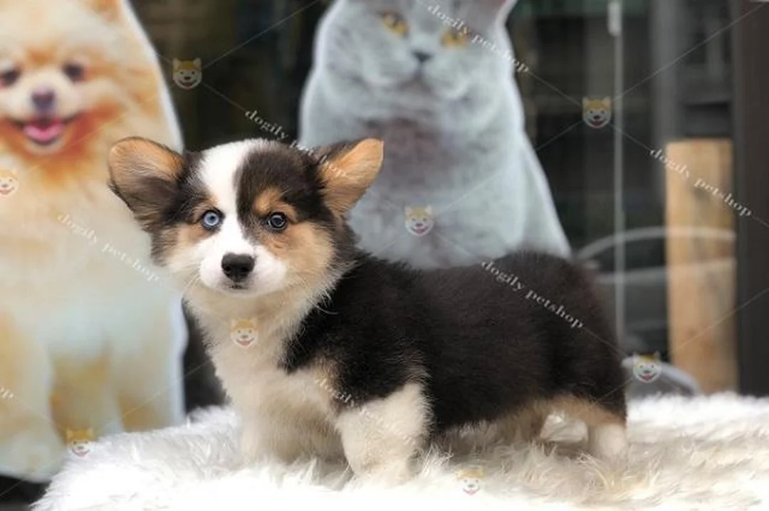 chó corgi lai phốc nhỏ trong giai đoạn chó con
