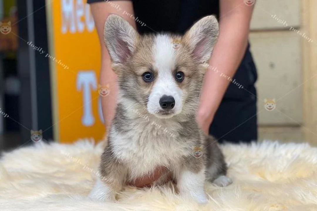 chó corgi lai phốc phù hợp với gia đình có thời gian chăm sóc