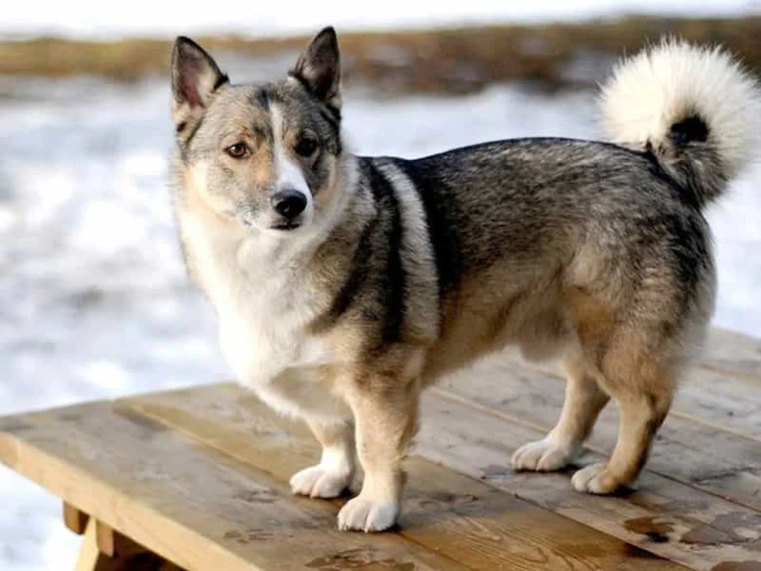 chó corgi lai phốc với dáng chân ngắn và bộ lông dày