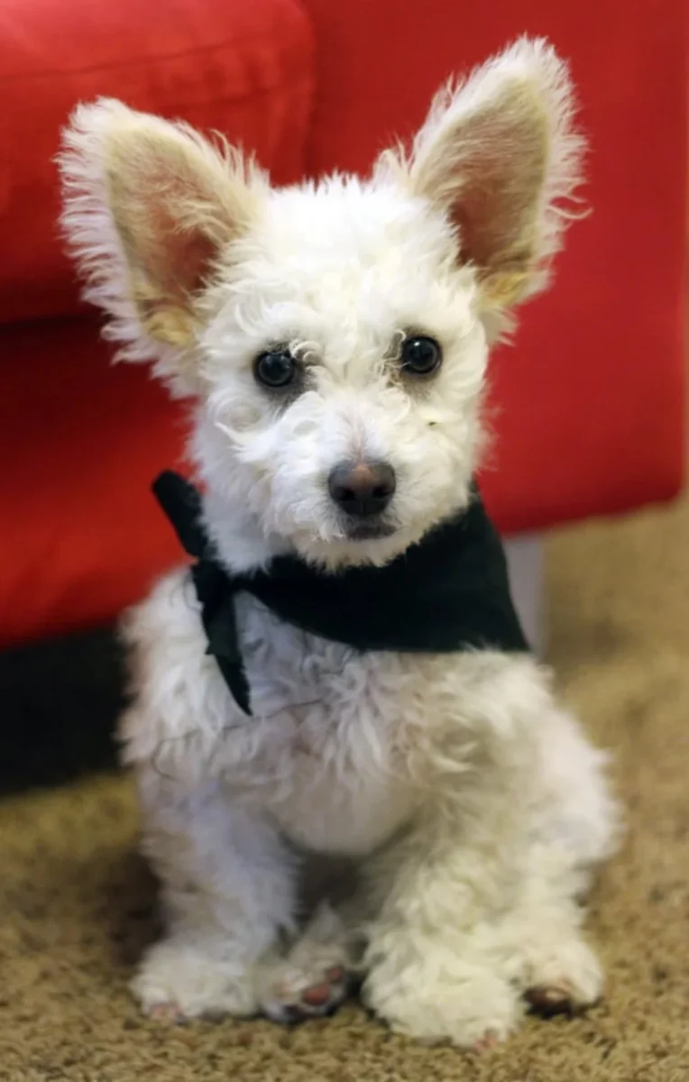 chó corgi lai poodle con lông xù