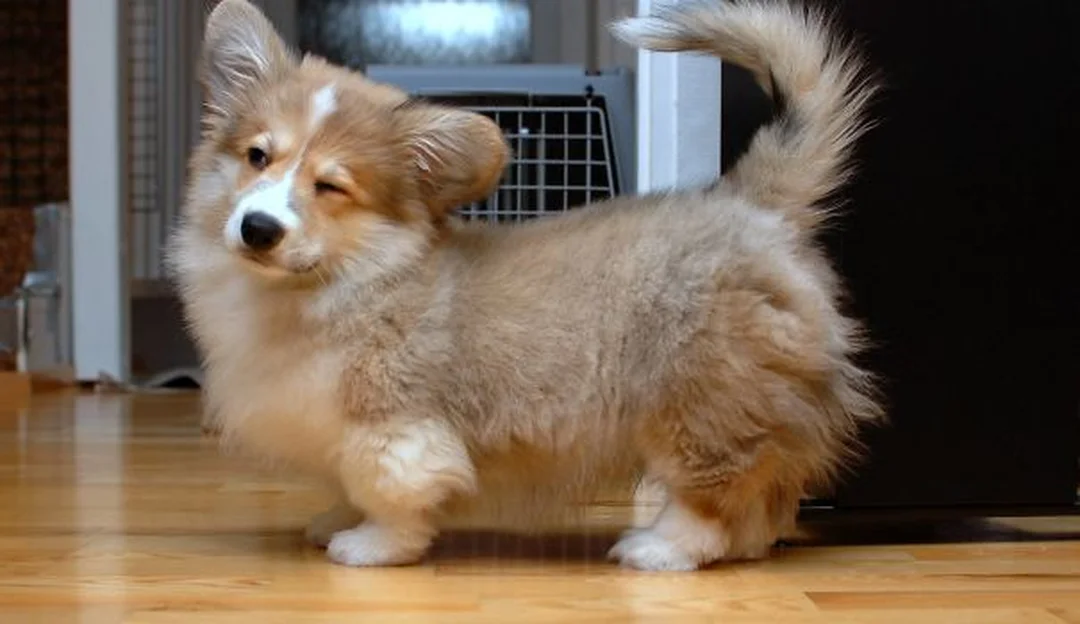 chó corgi lai poodle dáng nhỏ lông sáng màu