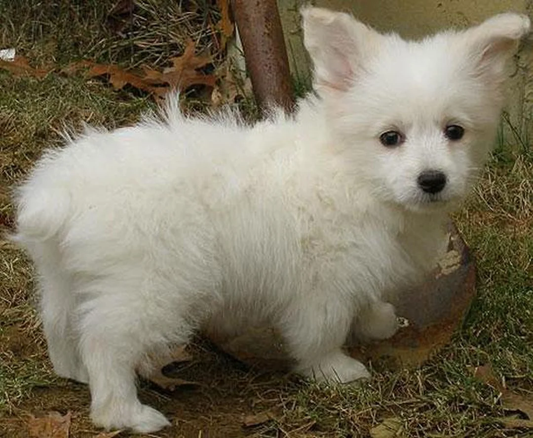 chó corgi lai poodle dáng nhỏ trong không gian gia đình