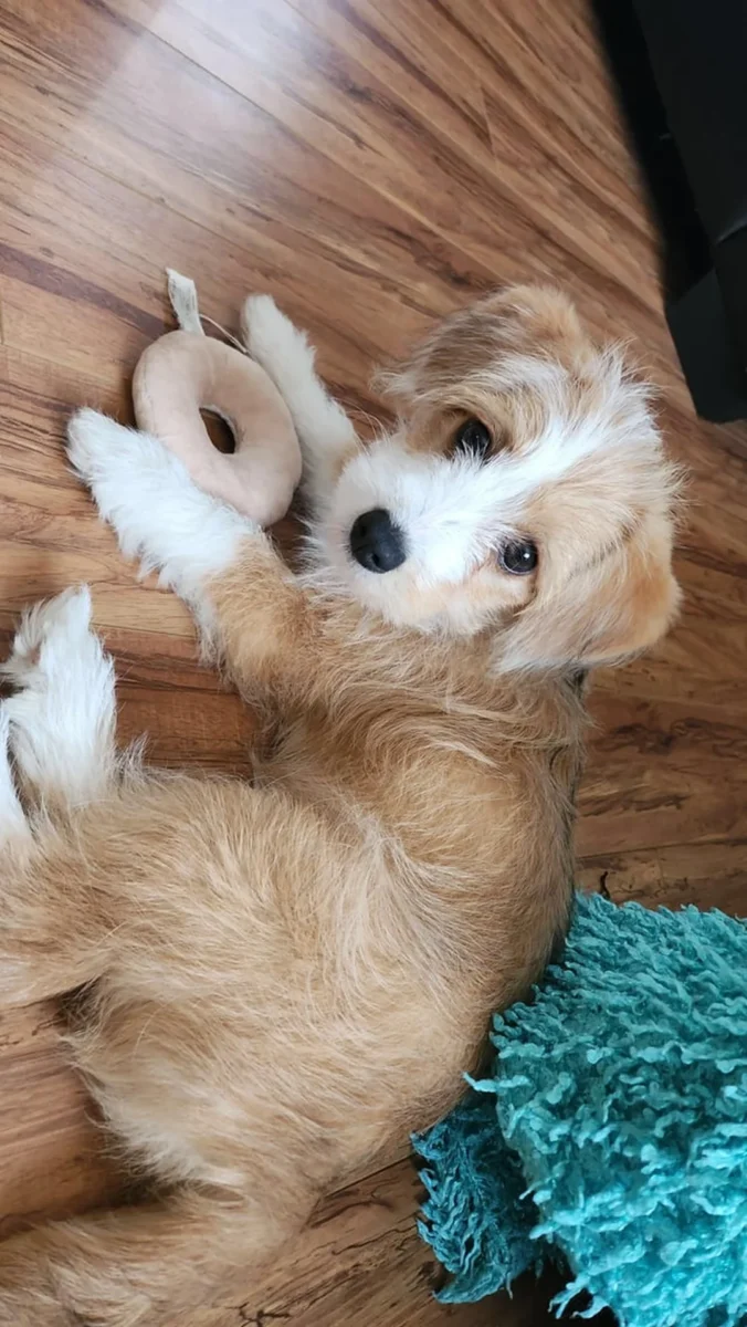 chó corgi lai poodle lông xù chân ngắn