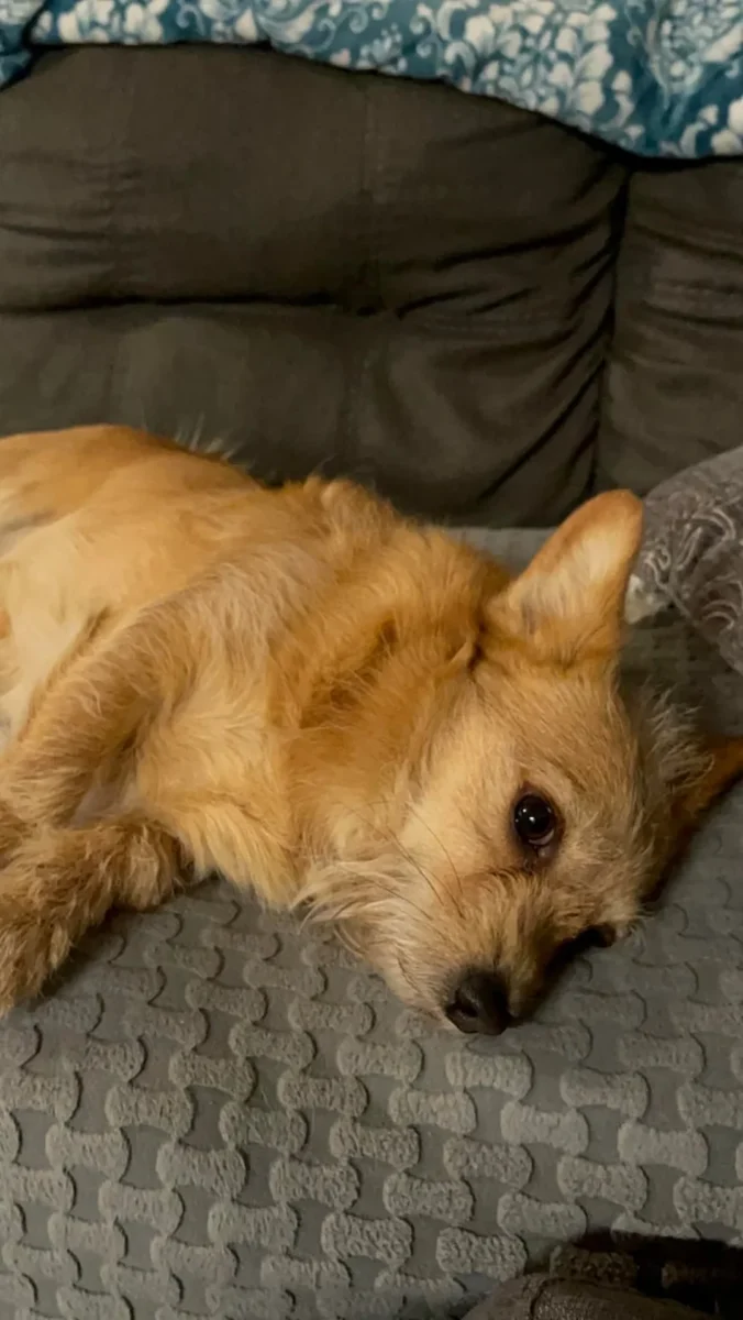 chó corgi lai poodle màu kem nằm trong nhà