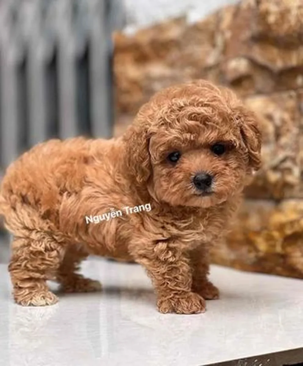 chó corgi lai poodle trên tin rao bán thú cưng
