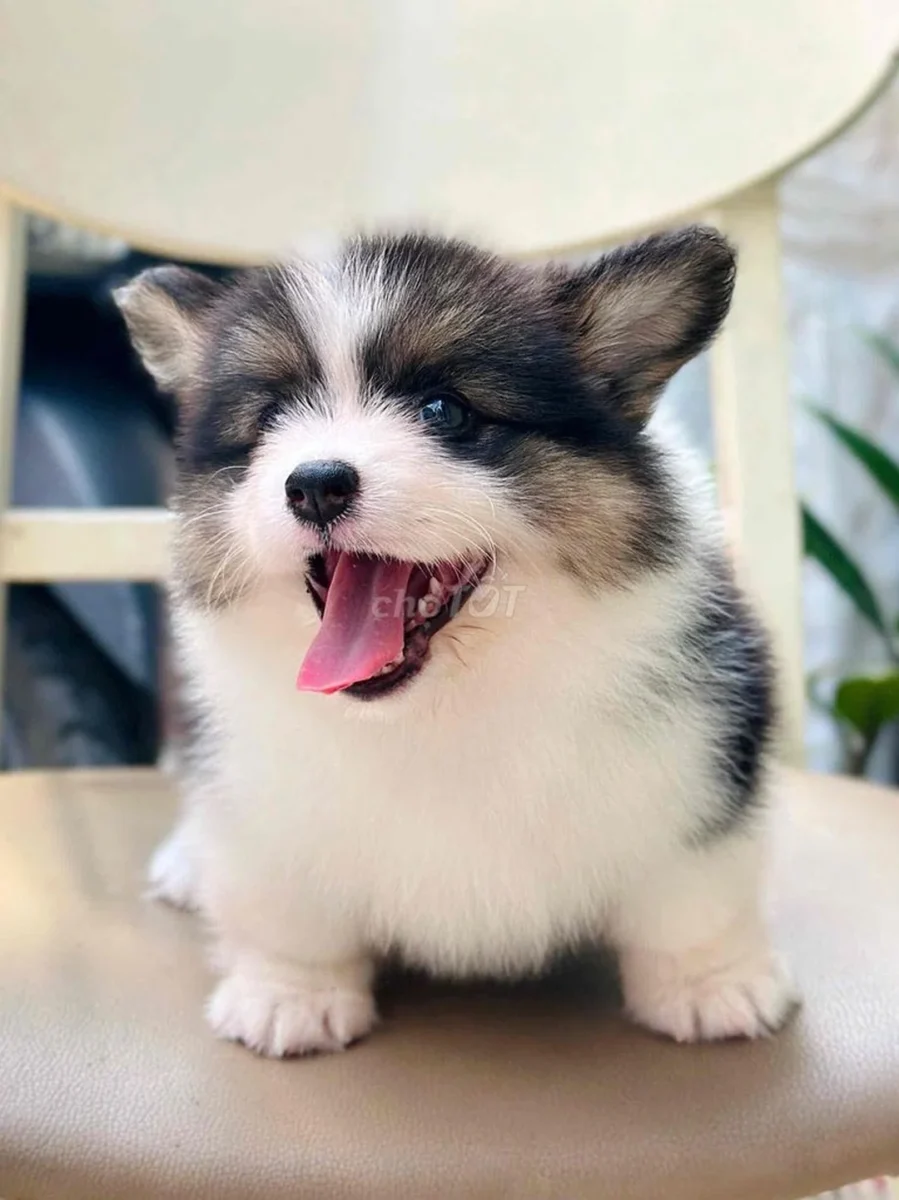 chó corgi lông dài cần kiểm tra lông và da