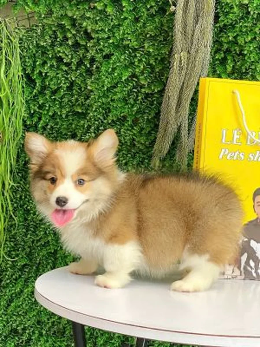 chó corgi lông dài cần tránh sai lầm khi mua